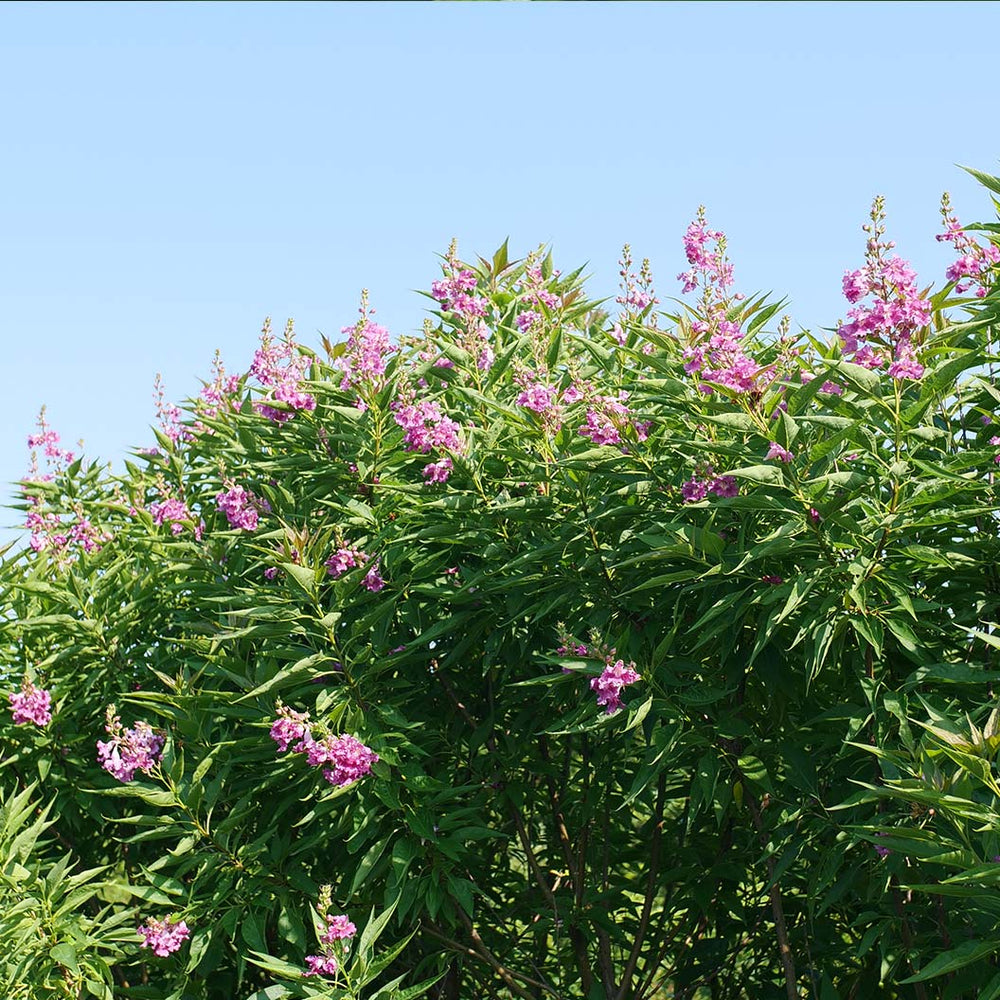 Proven Winners® El Nino® Chitalpa Desert Orchid