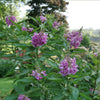 Proven Winners® El Nino® Chitalpa Desert Orchid