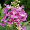 Proven Winners® El Nino® Chitalpa Desert Orchid
