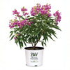 Proven Winners® El Nino® Chitalpa Desert Orchid