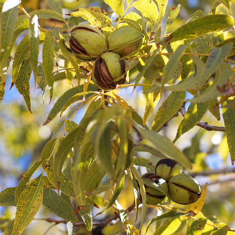 Choctaw Pecan Tree