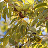 Choctaw Pecan Tree