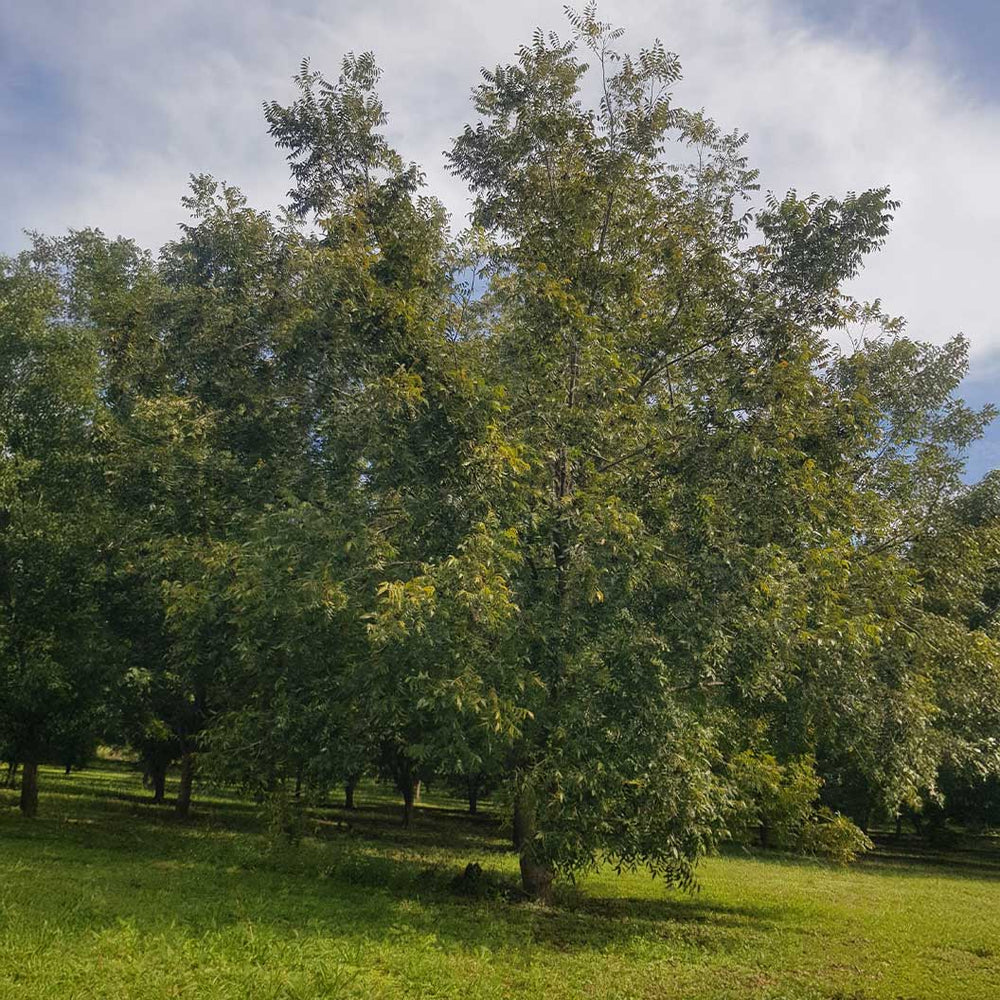Choctaw Pecan Tree