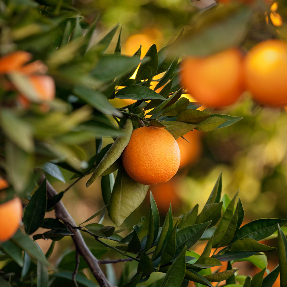 US SunDragon Citrus Tree