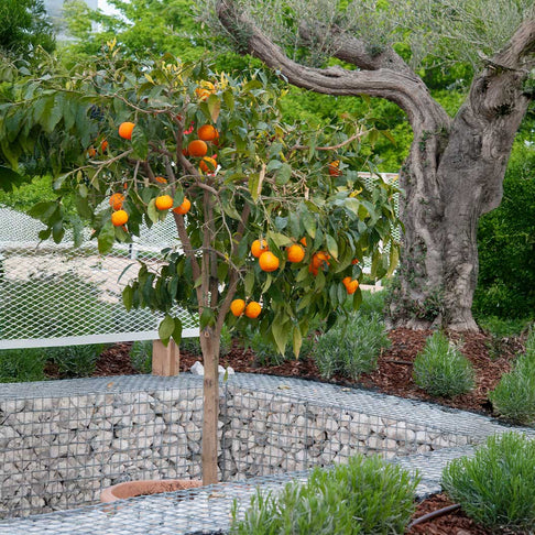 US SunDragon Citrus Tree