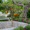 US SunDragon Citrus Tree