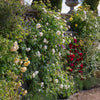 David Austin® Claire Austin® English Climbing Rose