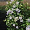 Proven Winners® Diamond Ball® Clematis Shrub