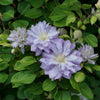 Proven Winners® Diamond Ball® Clematis Shrub