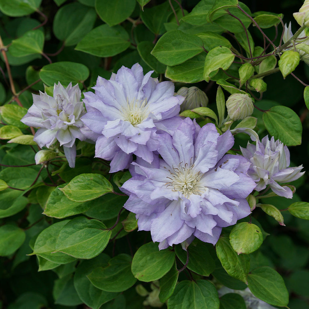 Proven Winners® Diamond Ball® Clematis Shrub