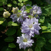 Proven Winners® Diamond Ball® Clematis Shrub