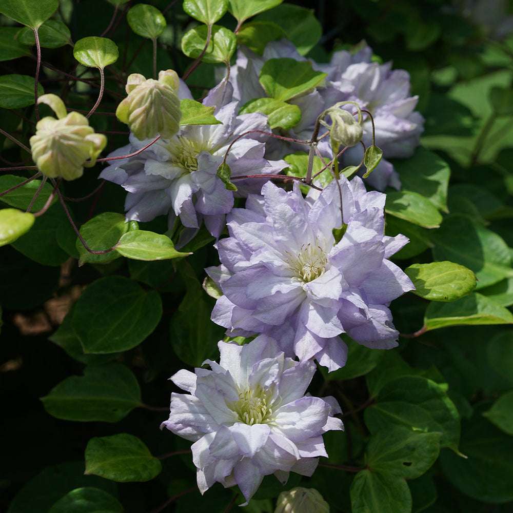 Proven Winners® Diamond Ball® Clematis Shrub