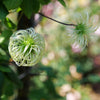 Proven Winners® Funyella Clematis Shrub