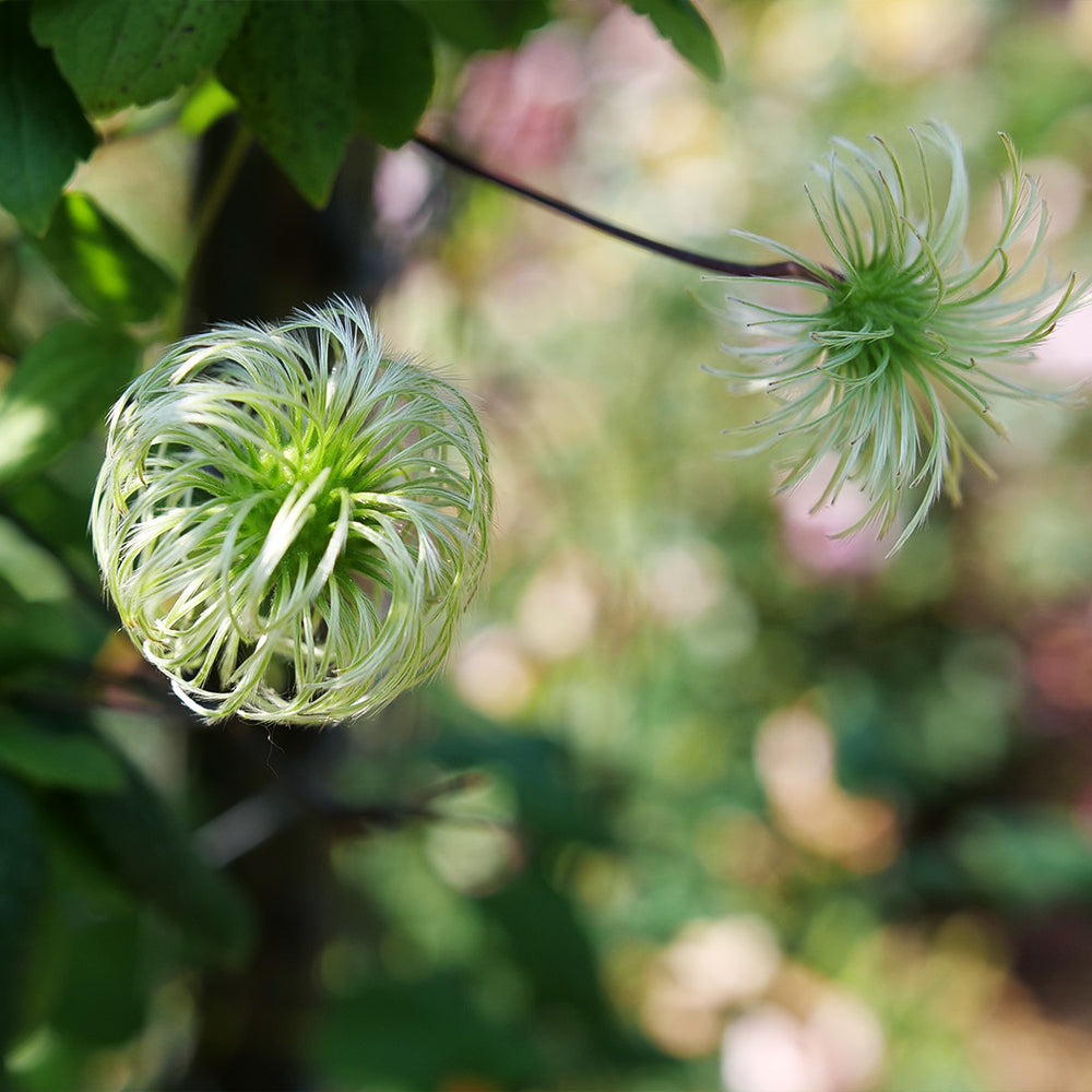 Proven Winners® Funyella Clematis Shrub