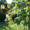Proven Winners® Funyella Clematis Shrub