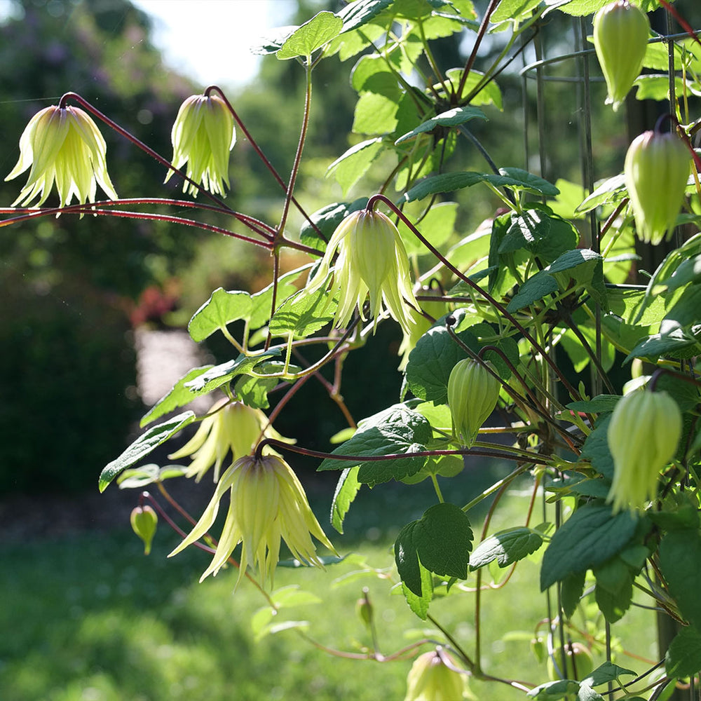 Proven Winners® Funyella Clematis Shrub