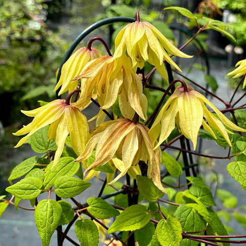 Proven Winners® Funyella Clematis Shrub