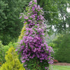 Proven Winners® Jolly Good™ Clematis Vine