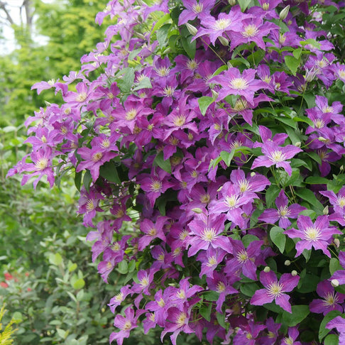 Proven Winners® Jolly Good™ Clematis Vine