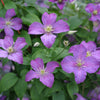Proven Winners® Jolly Good™ Clematis Vine