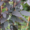 Proven Winners® Moongate Mocha™ Clematis Vine