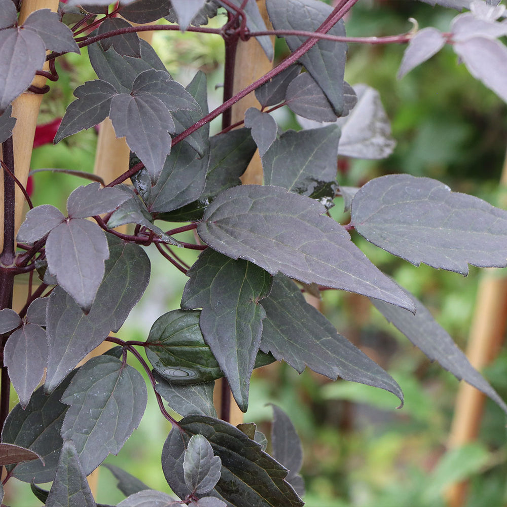 Proven Winners® Moongate Mocha™ Clematis Vine