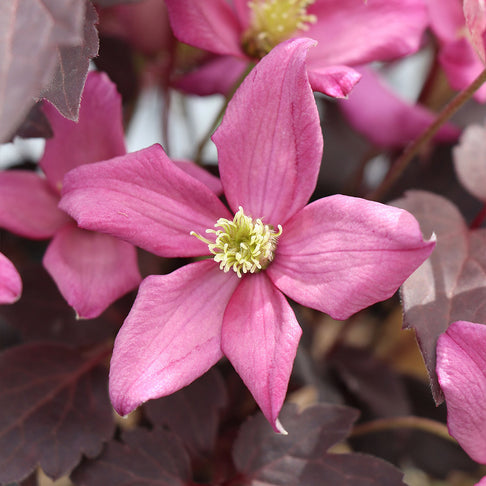 Proven Winners® Moongate Mocha™ Clematis Vine
