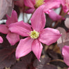 Proven Winners® Moongate Mocha™ Clematis Vine