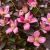 Proven Winners® Moongate Mocha™ Clematis Vine