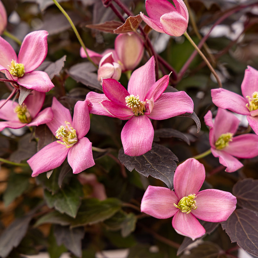 Proven Winners® Moongate Mocha™ Clematis Vine