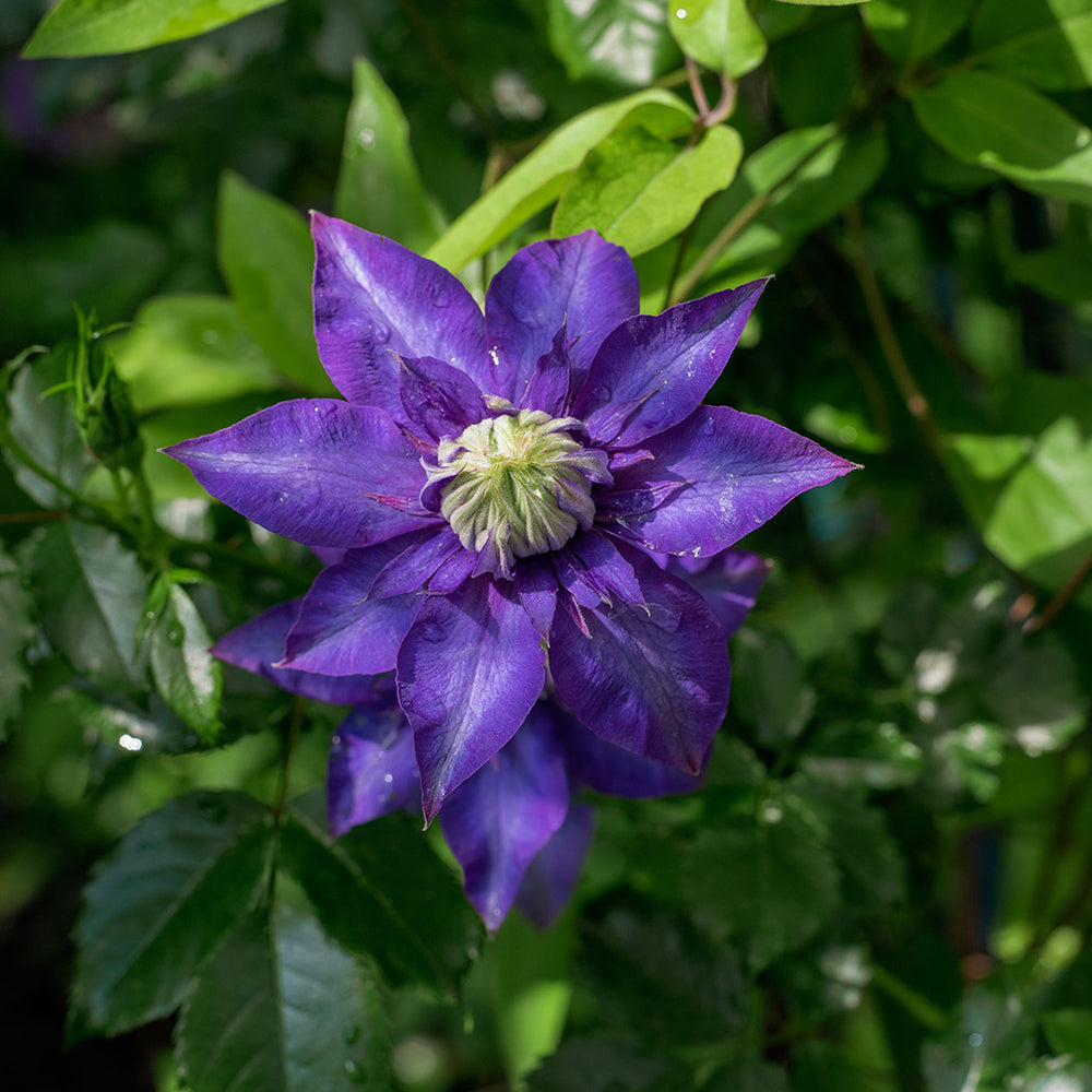 Clematis Vancouver™ Blue Lion Vine