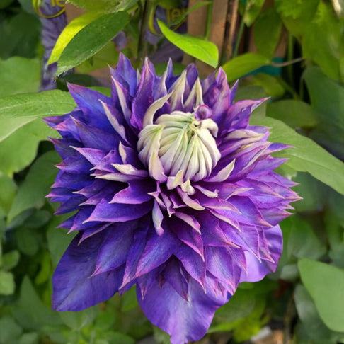 Clematis Vancouver™ Blue Lion Vine
