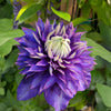 Clematis Vancouver™ Blue Lion Vine