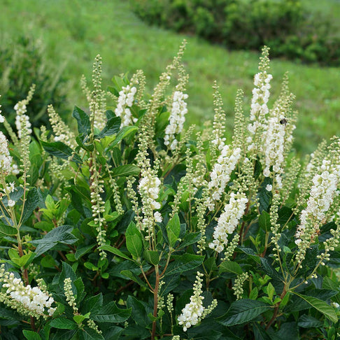 Proven Winners® Ripple Effect™ Summersweet Clethra Shrub
