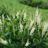 Proven Winners® Ripple Effect™ Summersweet Clethra Shrub