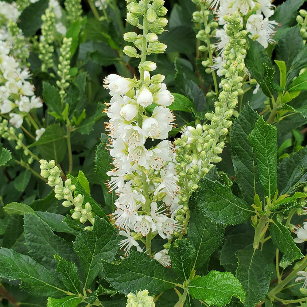Proven Winners® Ripple Effect™ Summersweet Clethra Shrub