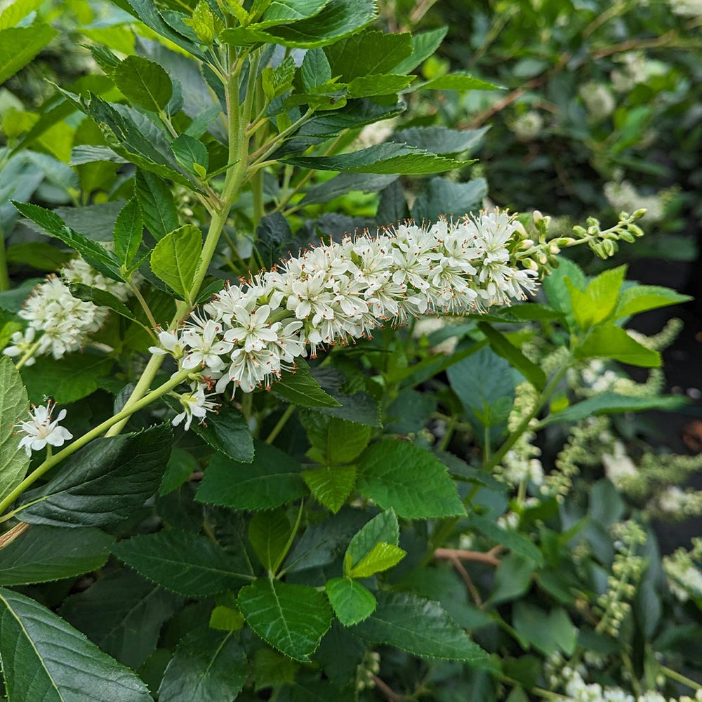 Proven Winners® Ripple Effect™ Summersweet Clethra Shrub