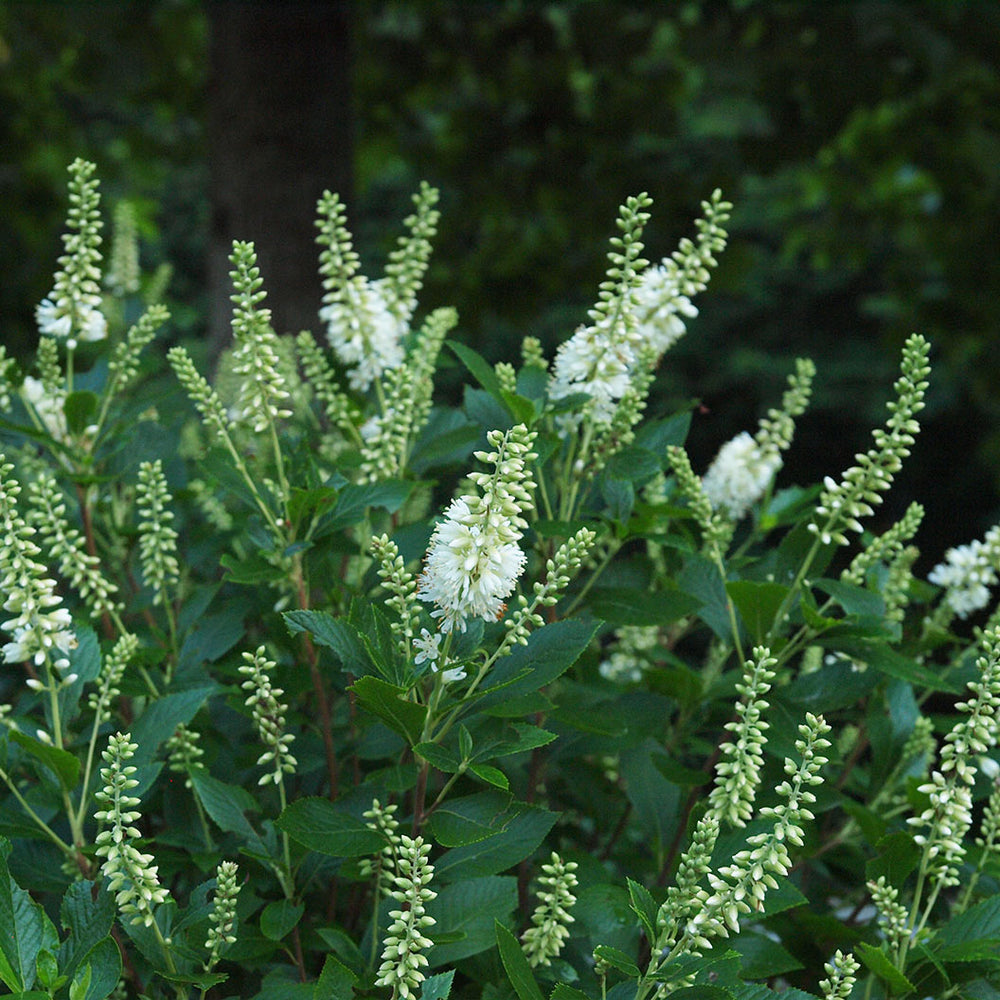 Proven Winners® Sugartina Crystalina Summersweet Clethra Shrub