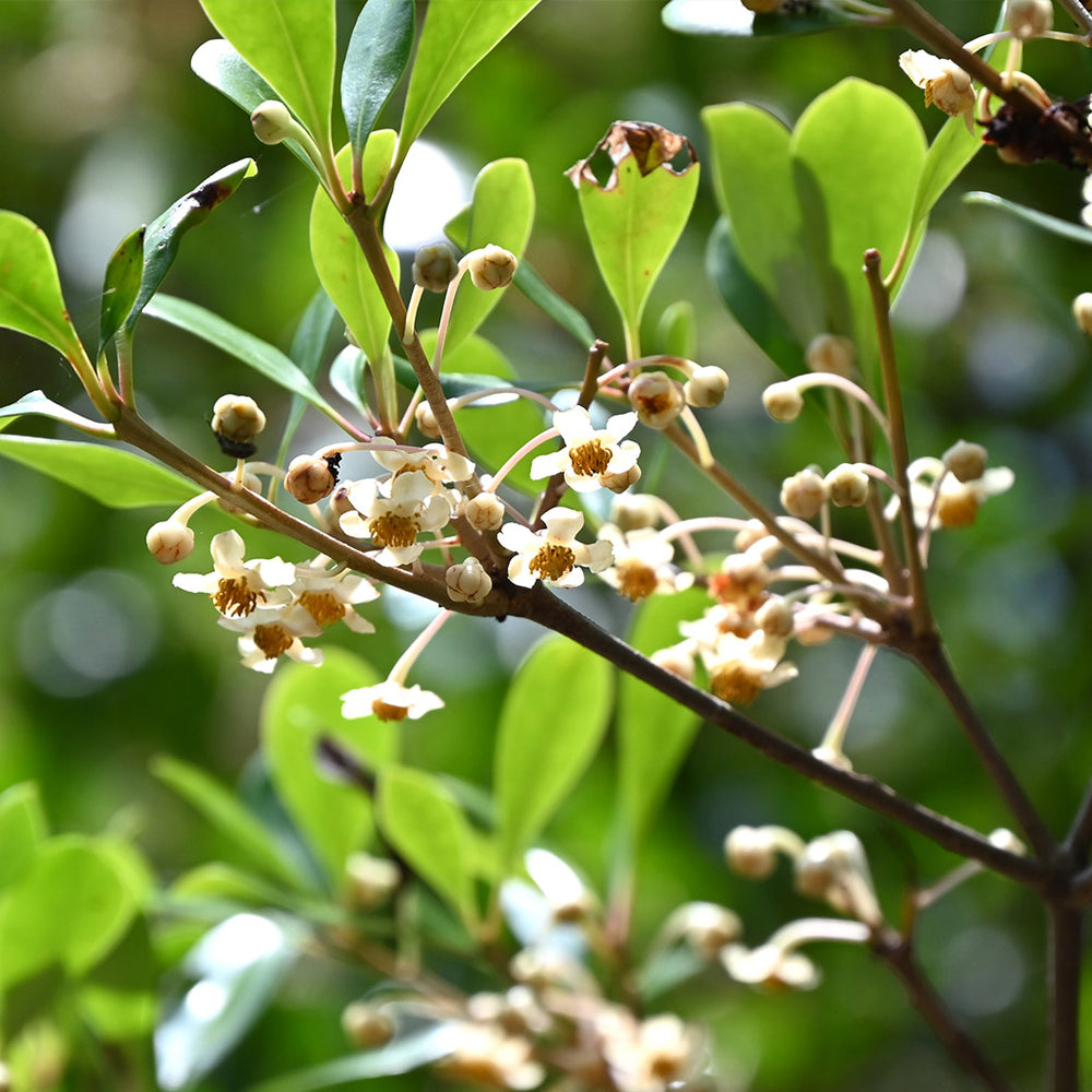 Cleyera Japonica