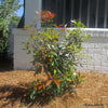 Cleyera Japonica