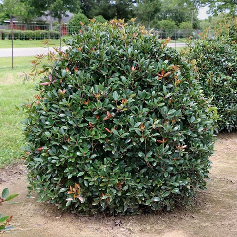 Cleyera Japonica