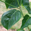 Cloudburst™ Dogwood Tree