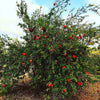 Cold-Hardy Red Pomegranate Bush