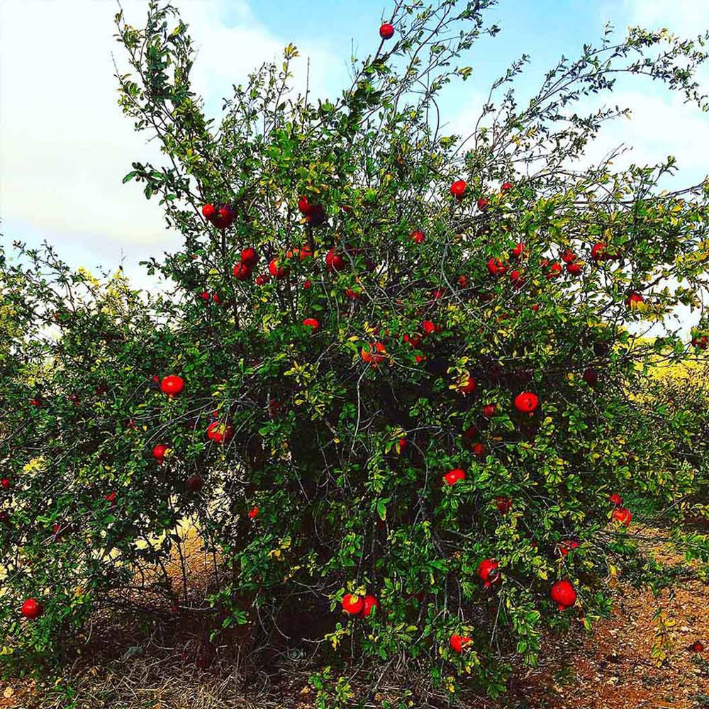 Cold-Hardy Red Pomegranate Bush