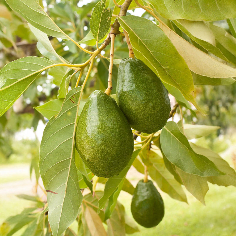 Cold Hardy Avocado Tree