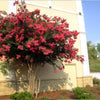 Colorama™ Coral Crape Myrtle Tree