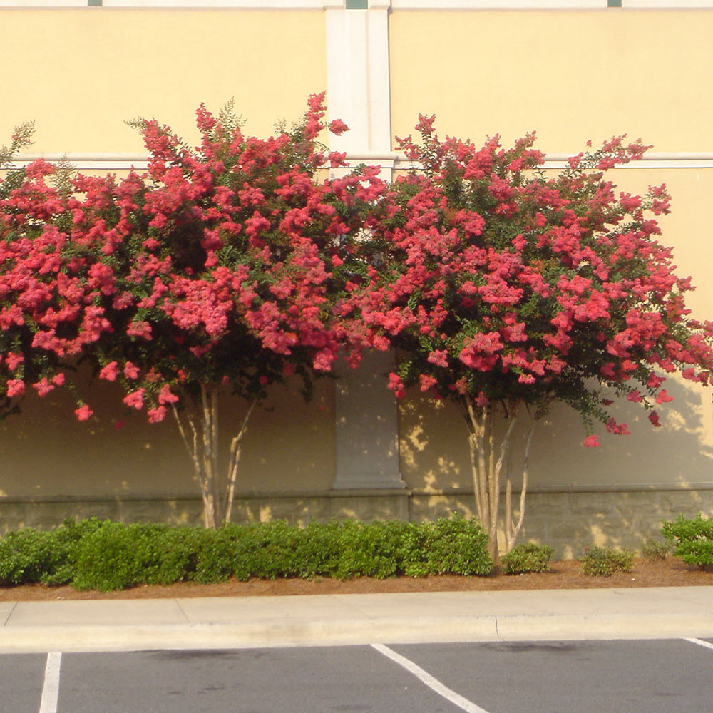 Colorama™ Coral Crape Myrtle Tree