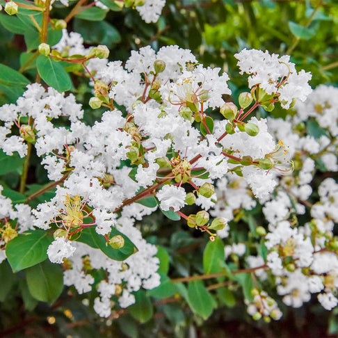 Colorama™ Pearl Crape Myrtle Tree