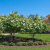 Colorama™ Pearl Crape Myrtle Tree