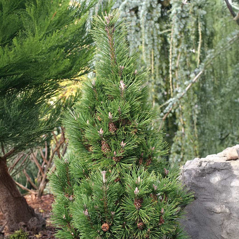 Columnar Mugo Pine Tree